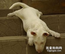 狗狗爬楼梯并非好事