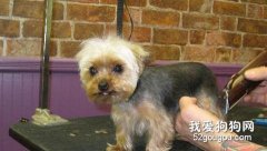 怎样给狗狗梳理和修饰？