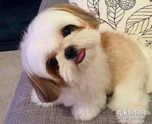 西施犬怎么打扮更好看?