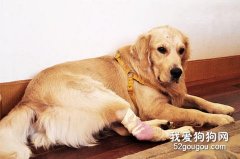 老年狗狗的睡眠非常重要