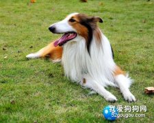 狗狗运动不要过度！