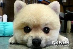怎样给短毛狗做造型？