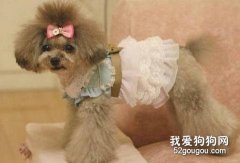 哪些狗狗不能穿衣服？