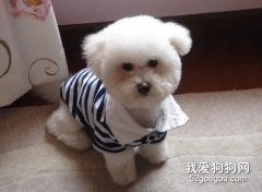 比熊美容五步曲