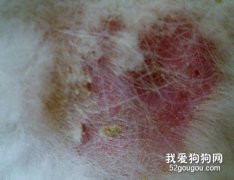 狗狗皮肤脓肿怎么办？