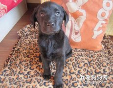 如何防治宠物犬VC缺乏症？