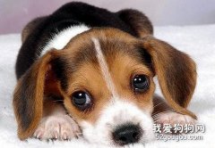 如何防治犬只胃扩张？