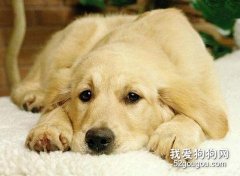 狗狗为什么会肠胃不适？