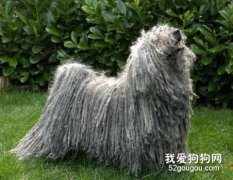 怎样给波利犬美容？