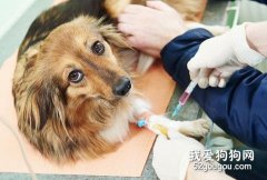 养狗莫忽视疫苗注射