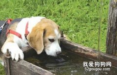 夏季，狗狗千万不能渴着