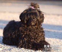 怎样给葡萄牙水犬美容？