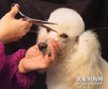 怎样给贵妇犬修毛美容？