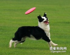 怎样和狗狗玩飞盘游戏？