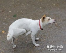 狗狗长虱子怎么办？