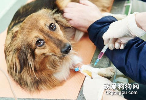 狗狗打疫苗
