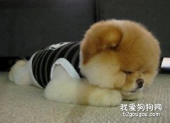 狗的睡眠要多久？