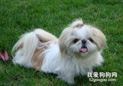 怎么给西施犬美容？