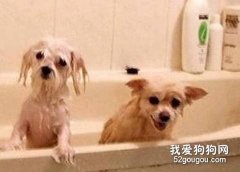 怎样让狗狗远离体臭？
