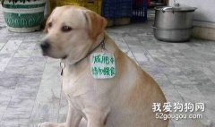 怎样为不同的狗狗减肥？