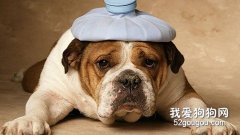 <b>狗狗如何告诉你它病了</b>