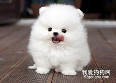 怎样护理博美的牙齿和趾甲？