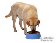 <b>给狗狗的早餐应该注意什么？</b>