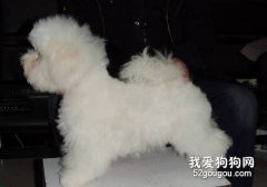 怎么给狗宝宝做美容？