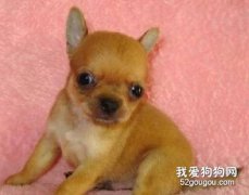 吉娃娃感冒的病症及原因