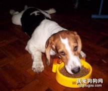 狗狗为什么食欲不好？