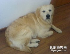 <b>狗狗吃的太好也容易生病</b>