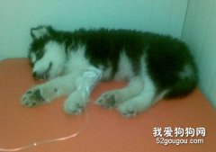 夏天狗狗容易食物中毒