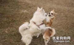 狗狗自己出去玩有哪些危险？