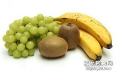 狗狗不能吃的食物有哪些？
