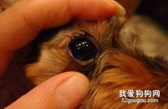 怎样治疗狗狗眼睑内翻？