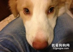 为什么狗狗牙龈出血？