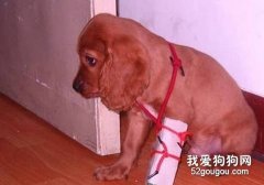 <b>狗狗出车祸时怎样急救？</b>