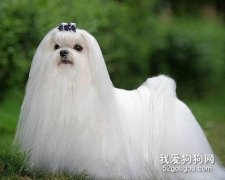 马尔济斯犬怎么美容？