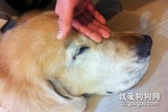 怎样快速熟悉陌生狗？