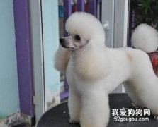 给贵宾犬美容的用具