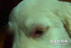 如何防止狗狗药物过敏？