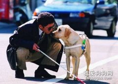 怎么和狗狗沟通交流？