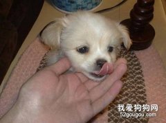 犬瘟热如何传播的？