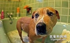 狗狗美容洗澡容易忽略的四个方面