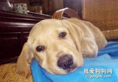 养狗狗不能太溺爱