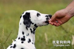 不合理的食物会导致狗狗消化不良！