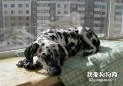 狗狗吃多少算吃饱了?