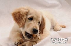 狗狗什么时候开始长牙？