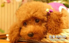 如何正确的给狗狗补钙？