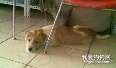 引起狗狗心力衰竭的原因有哪些？